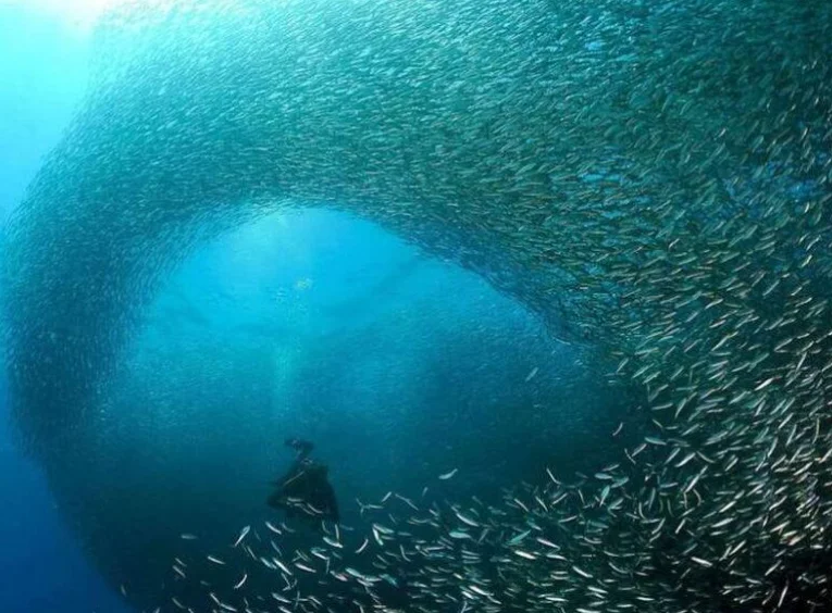 Snorkeling near Moalboal