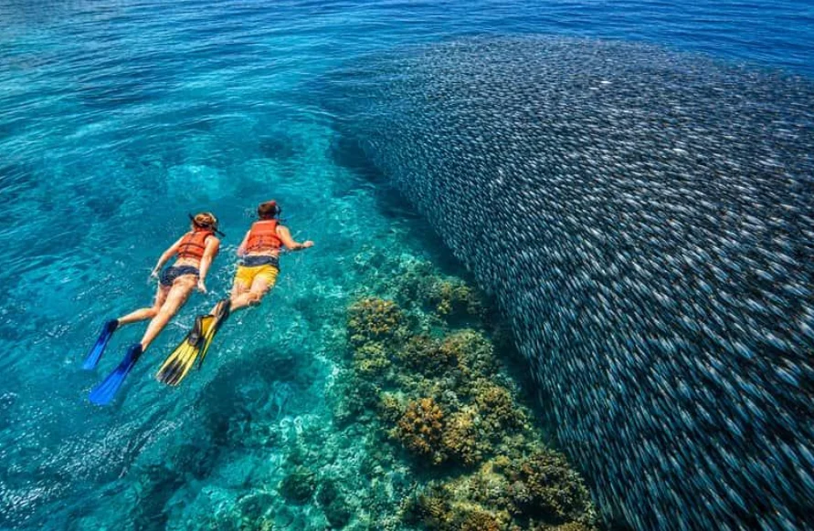 Moalboal Sardine Run: What to Know Before You Go