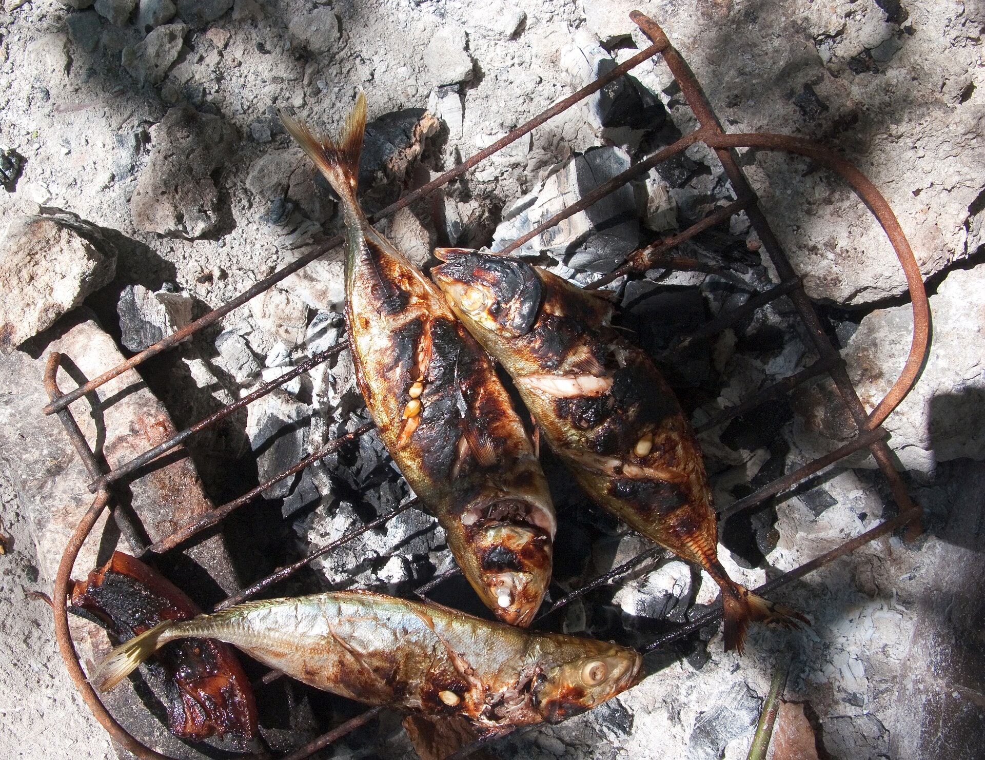 Grilled seafood by the coast