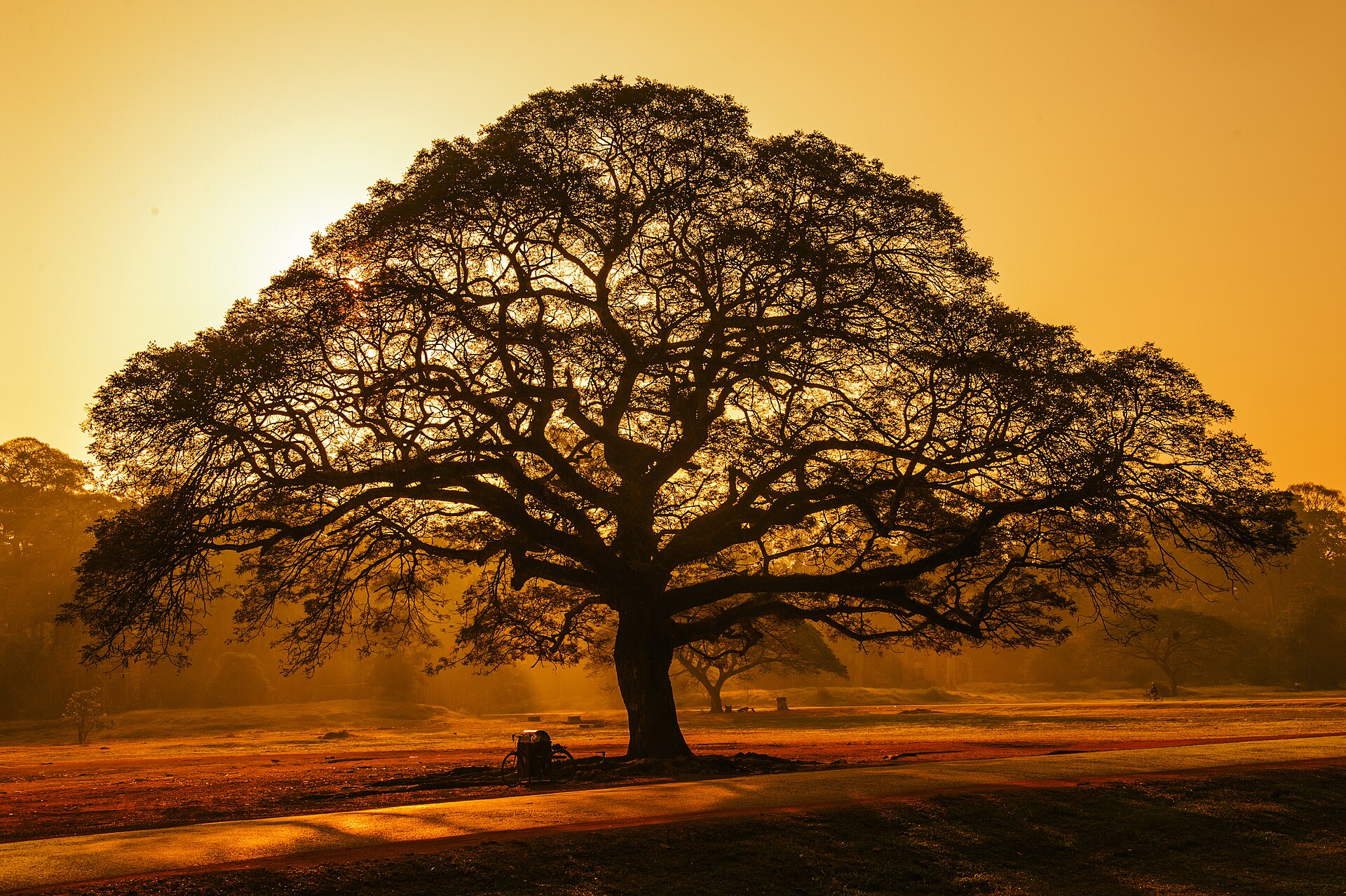 A large shade tree beside water in Siem Reap