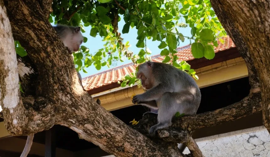 Ubud Monkey Forest