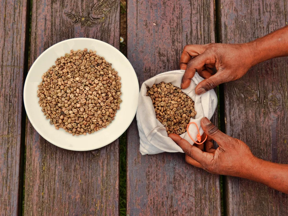 Green coffee beans before roasting