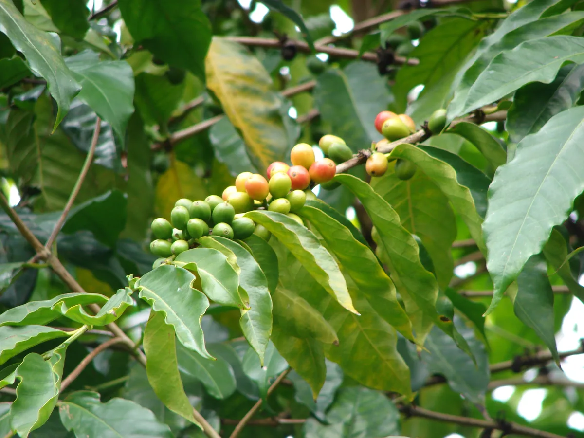 Pangkhon Coffee Guide: Thai Beans in Chiang Mai Cafes