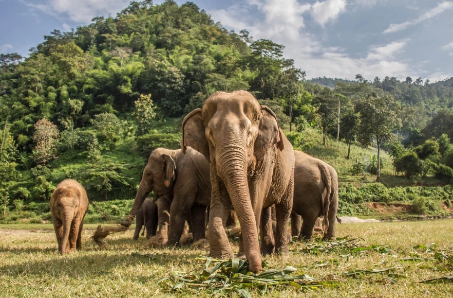 Elephant Nature Park