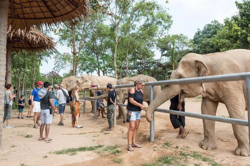 Ethical Elephant Sanctuary