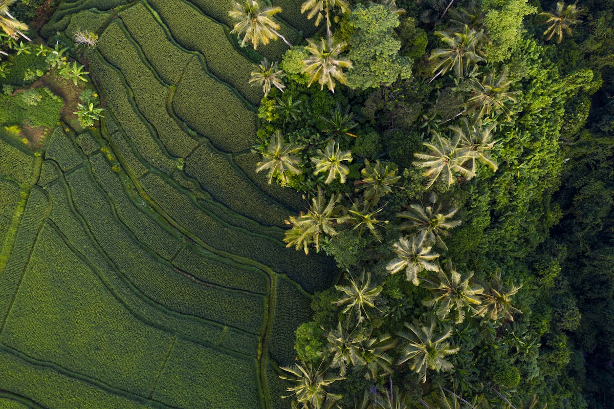 Daily Life in Bali: A Month of Routines, Costs and Pace